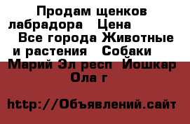 Продам щенков лабрадора › Цена ­ 20 000 - Все города Животные и растения » Собаки   . Марий Эл респ.,Йошкар-Ола г.